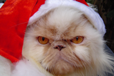 Don’t Let Grinch-Like Hackers and Fraudsters Ruin the Holidays